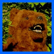 Bear-Grizzly